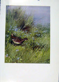 Original Old Antique Print Spotted Crake Fine Art Colored Bird Picutre