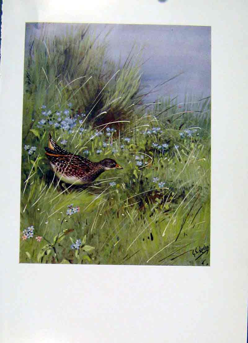 Original Old Antique Print Spotted Crake Fine Art Colored Bird Picutre