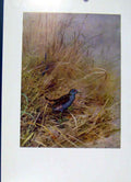 Original Old Vintage Print Birds Fine Art Colored Little Crake C1957 20th