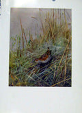 Original Old Vintage Print Baillons Crake Bird Fine Art Colored C1957 20th