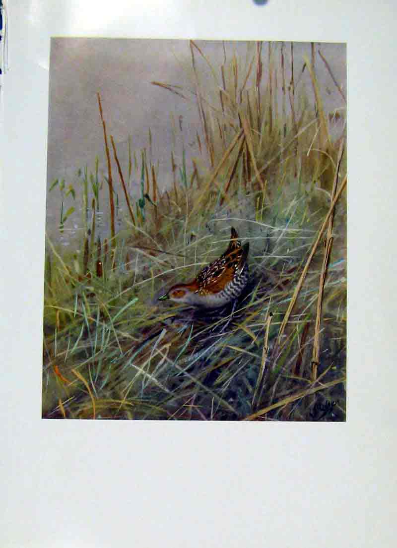 Original Old Vintage Print Baillons Crake Bird Fine Art Colored C1957 20th