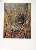 Original Old Vintage Print Water Rail Bird Colored Fine Art 1957 Picture 20th
