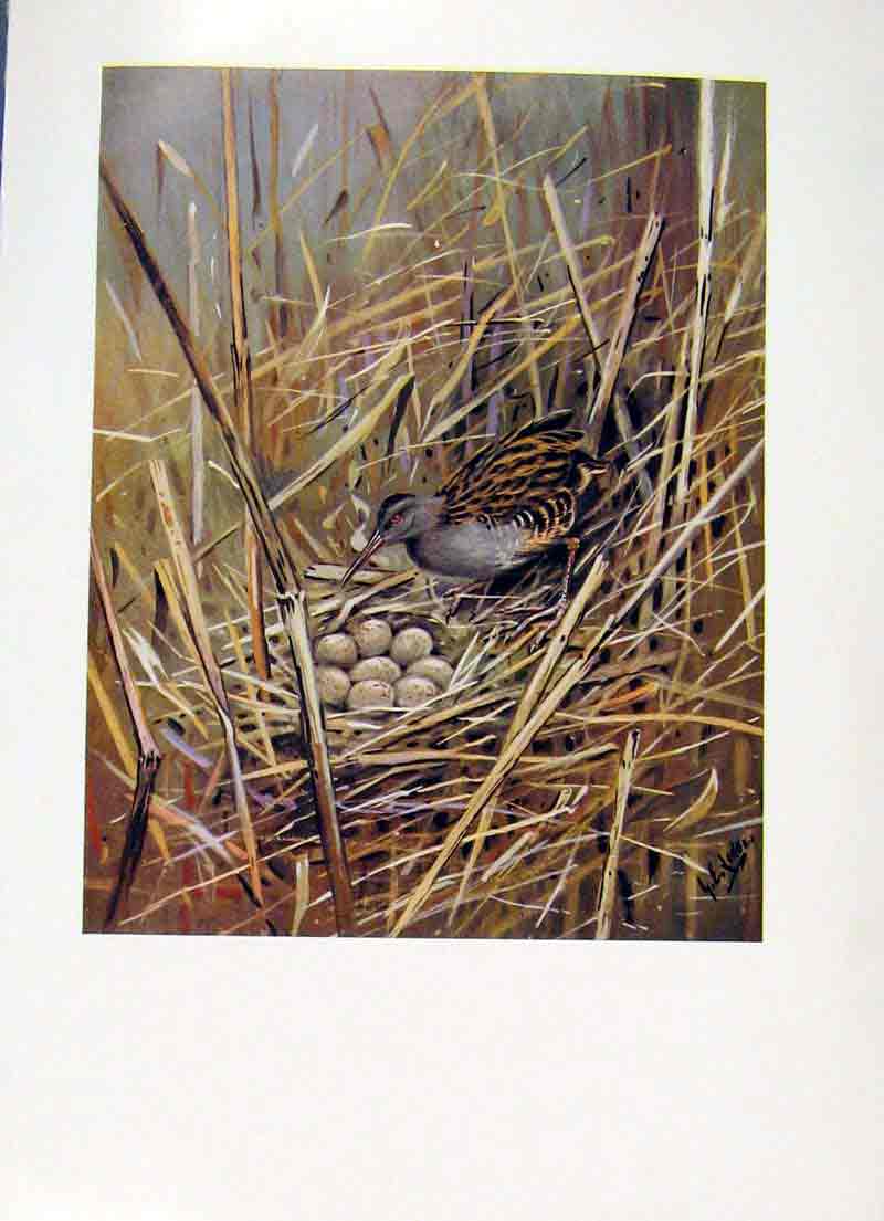 Original Old Vintage Print Water Rail Bird Colored Fine Art 1957 Picture 20th