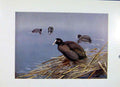 Original Old Vintage Print Birds Fine Art Coot Colored C1957 20th Century