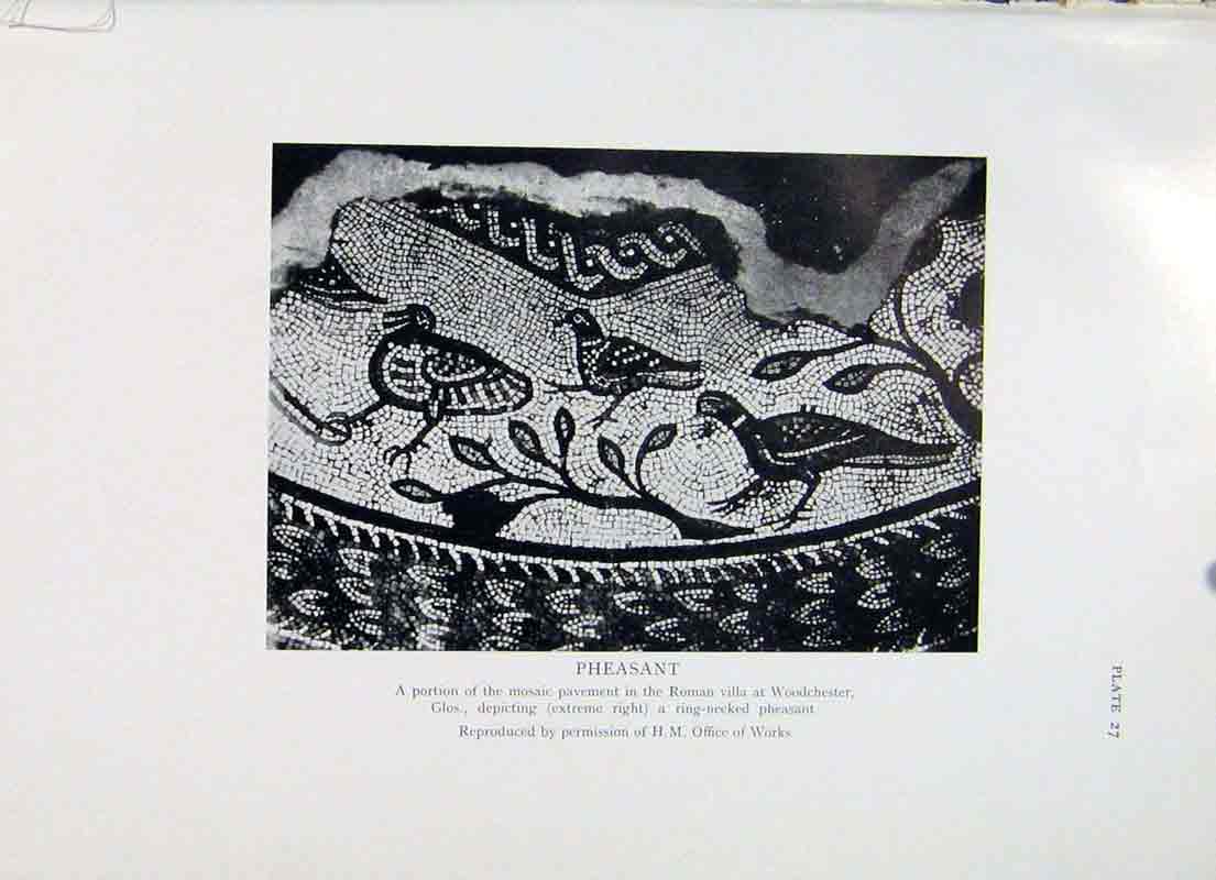 Original Old Vintage Print Pheastant Mosaic Fine Art C1957 Pavement Rome 20th