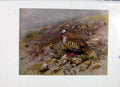 Original Old Antique Print Red Legged Partride Fine Art Colored Birds