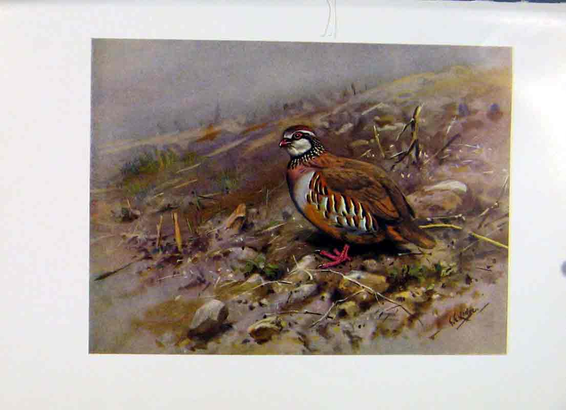 Original Old Antique Print Red Legged Partride Fine Art Colored Birds