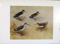 Original Old Antique Print Solitary Sandpiper Broadbilled Terek Spotted Bird