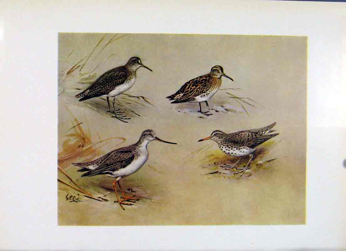 Original Old Antique Print Solitary Sandpiper Broadbilled Terek Spotted Bird
