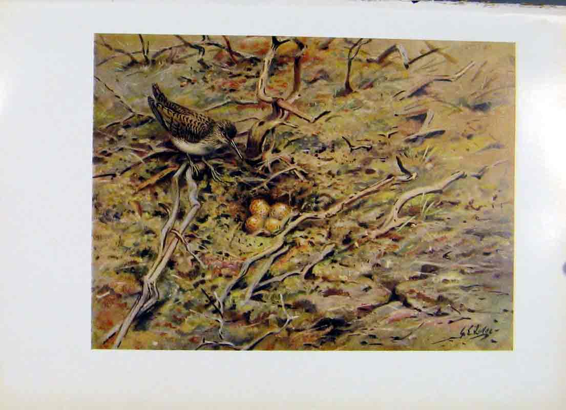 Original Old Vintage Print Common Sandpiper Fine Art Colored C1957 Bird 20th