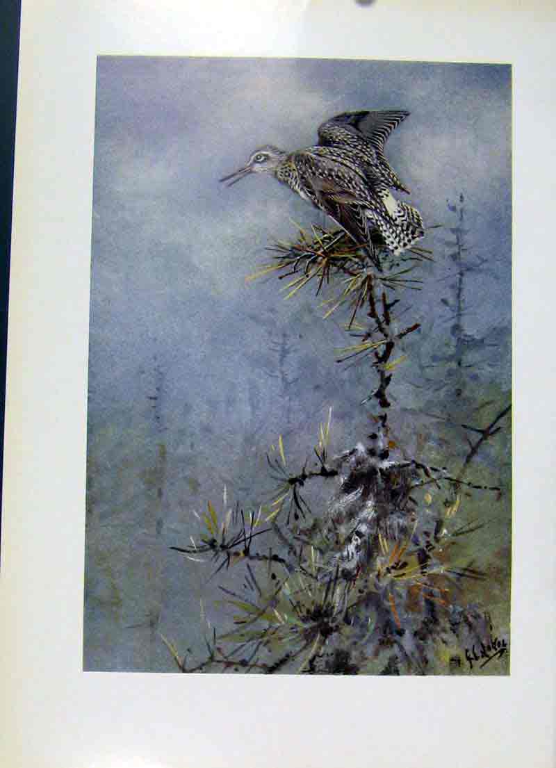 Original Old Vintage Print Wood Sandpiper Colored Fine Art Bird C1957 20th