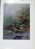 Original Old Antique Print Bird Green Sandpiper Fine Art Colored Fine Art
