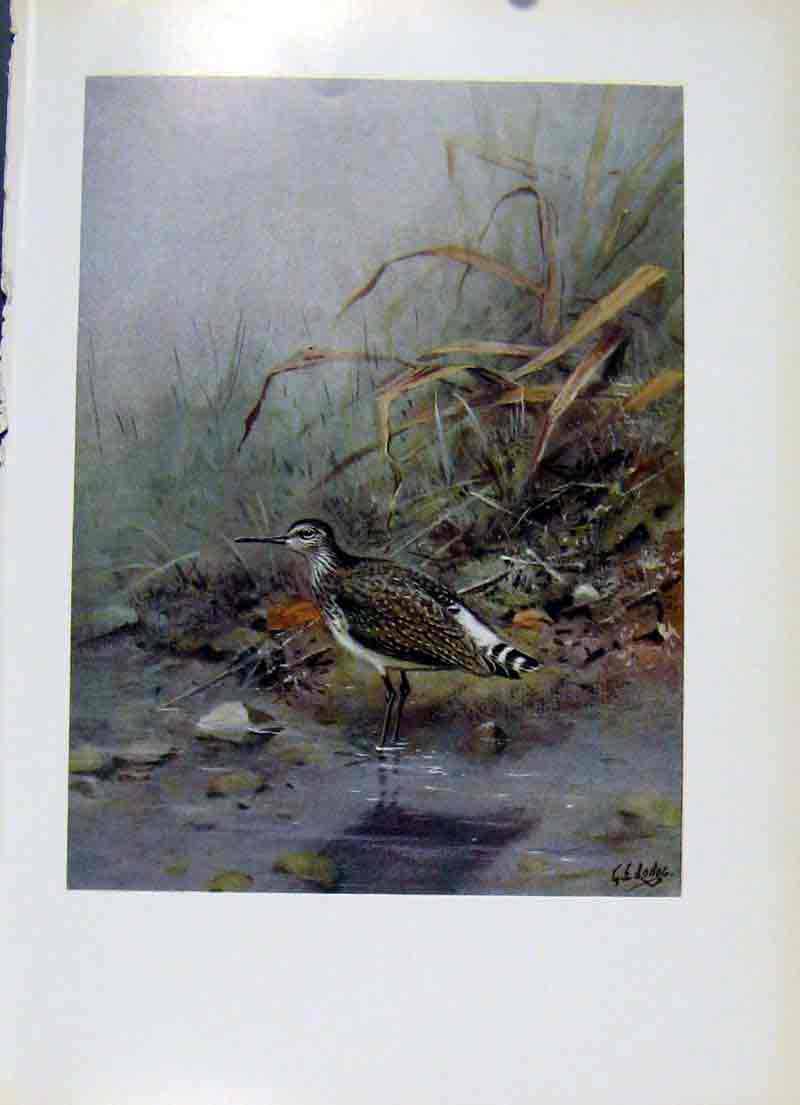 Original Old Antique Print Bird Green Sandpiper Fine Art Colored Fine Art