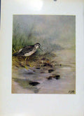 Original Old Vintage Print Lesser Yellowlegs Birds Plumage Fine Art 1957 20th