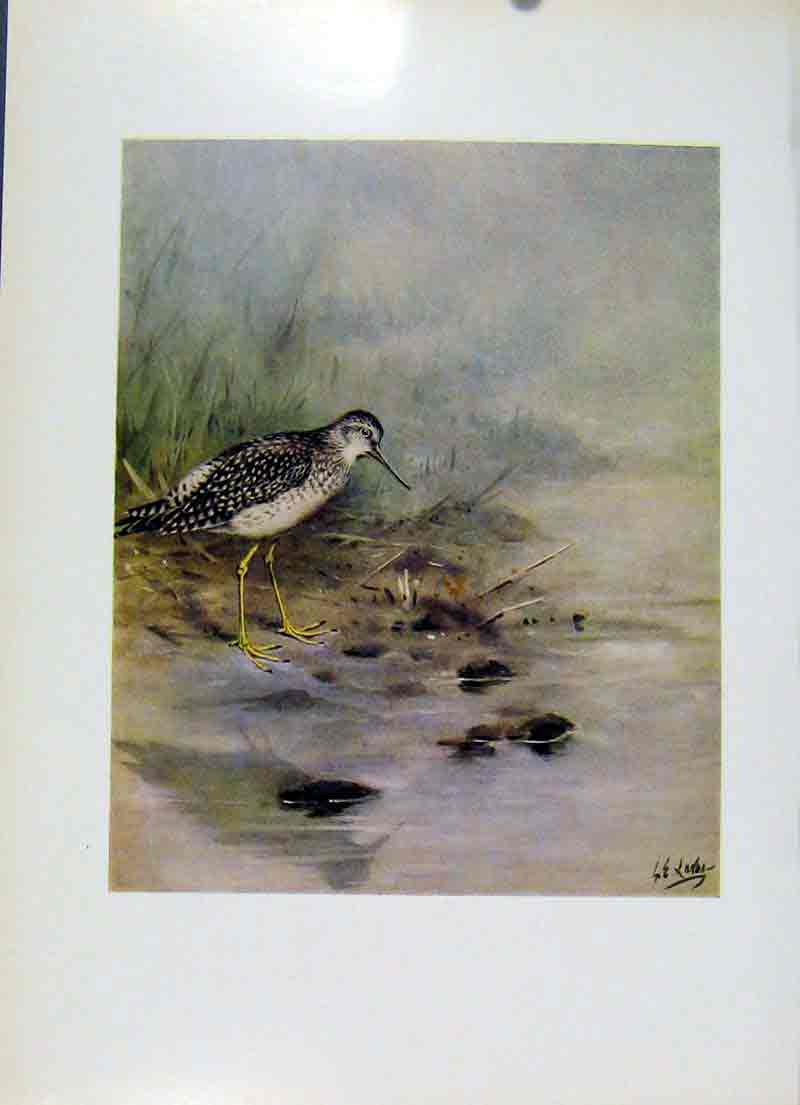 Original Old Vintage Print Lesser Yellowlegs Birds Plumage Fine Art 1957 20th