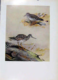 Original Old Antique Print Grey Rumped Sandpiper Greater Yellowlegs Bird