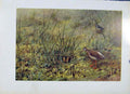 Original Old Vintage Print British Redshank Fine Art C1957 Birds Plumage 20th