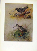 Original Old Vintage Print Color C1957 Birds Dusky Spotted Redshank 20th Century