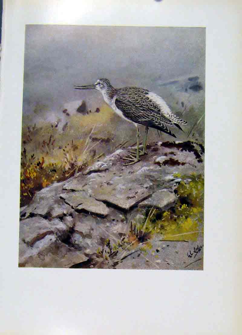 Original Old Vintage Print Fine Art Colored Greenshank Bird 1957 Feather 20th