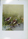 Original Old Vintage Print Fine Art Colored Marsh Sandpiper C1957 Birds 20th