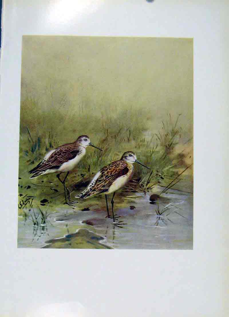 Original Old Vintage Print Fine Art Colored Marsh Sandpiper C1957 Birds 20th