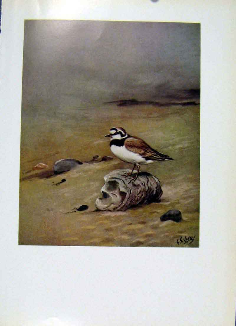 Original Old Vintage Print Birds Color Art C1957 Little Ringed Plover 20th