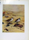 Original Old Vintage Print Kentish Plover Fine Art Color Birds C1957 20th