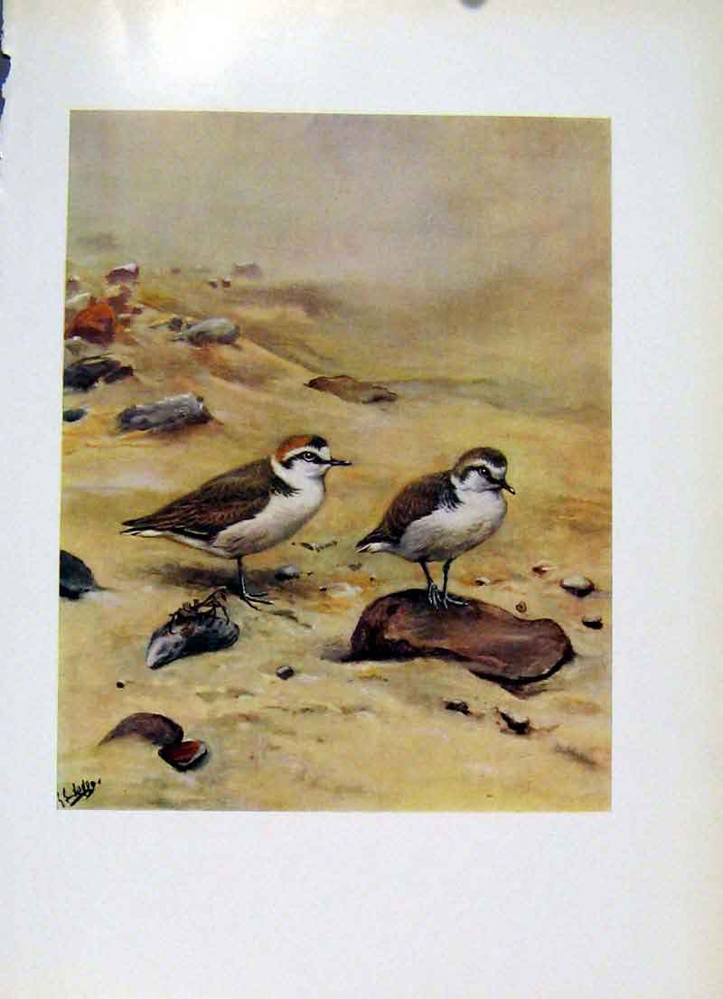 Original Old Vintage Print Kentish Plover Fine Art Color Birds C1957 20th