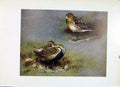 Original Old Vintage Print Gen Plover Color Fine Art Birds C1957 20th Century