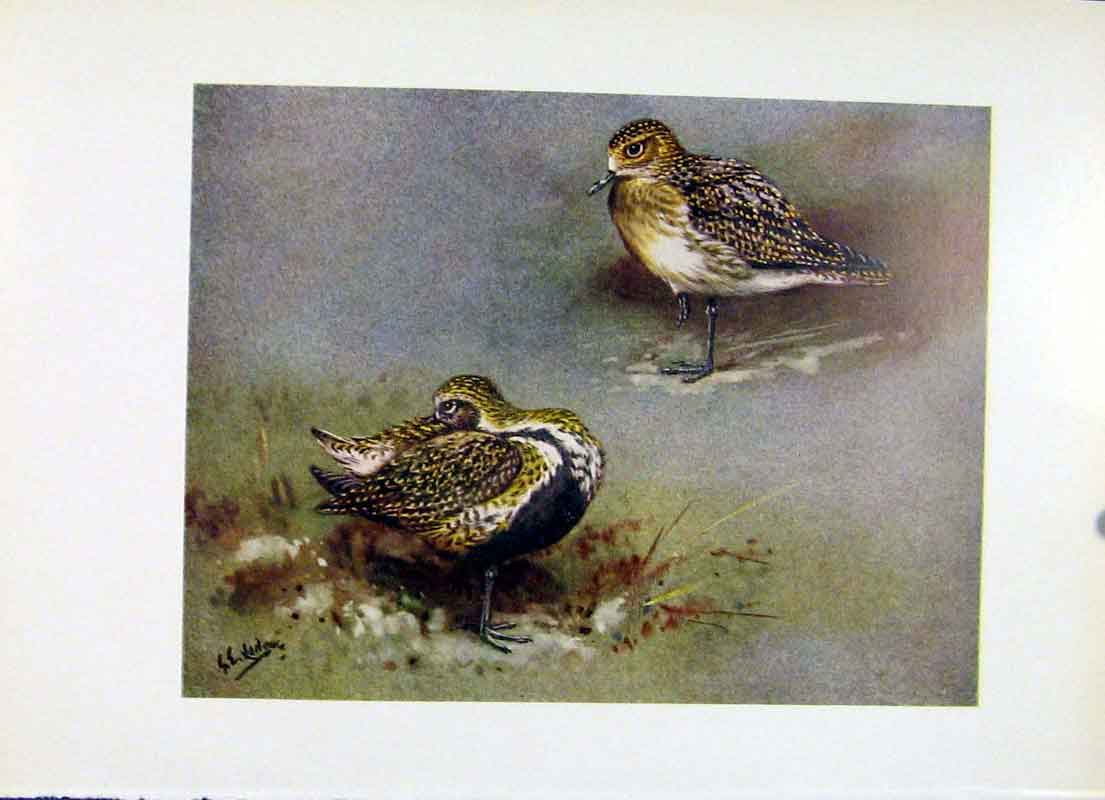 Original Old Vintage Print Gen Plover Color Fine Art Birds C1957 20th Century