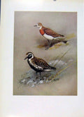Original Old Antique Print Caspian Plover Asiatic Gen Bird Color Fine Art