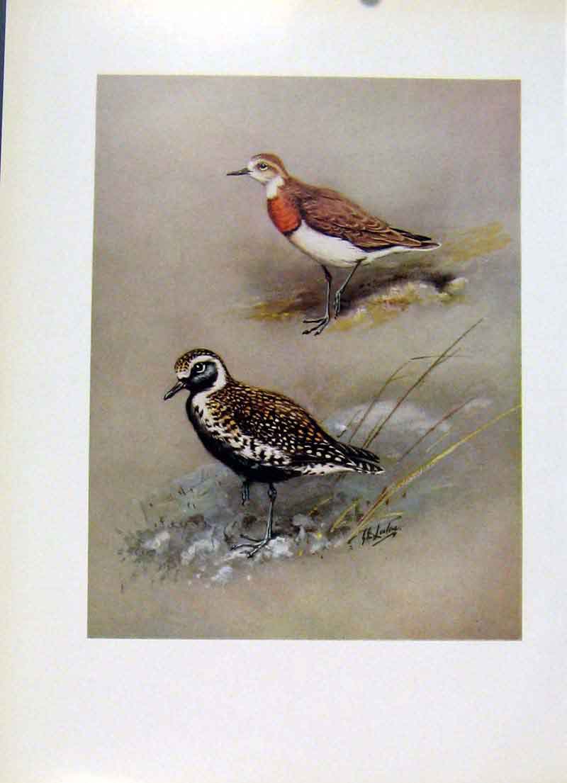 Original Old Antique Print Caspian Plover Asiatic Gen Bird Color Fine Art