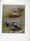 Original Old Vintage Print Grey Plover Fine Art Color 1957 Birds Plumage 20th