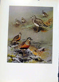 Original Old Vintage Print Color Fine Art C1957 Dotterel Bird Aging 20th Century