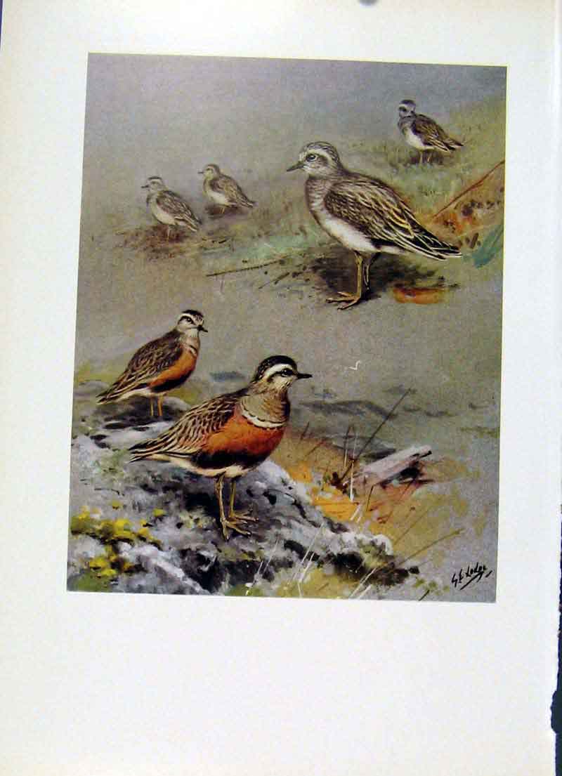 Original Old Vintage Print Color Fine Art C1957 Dotterel Bird Aging 20th Century