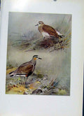 Original Old Vintage Print Sociable Plover Plumage Birds Fine Art C1957 20th