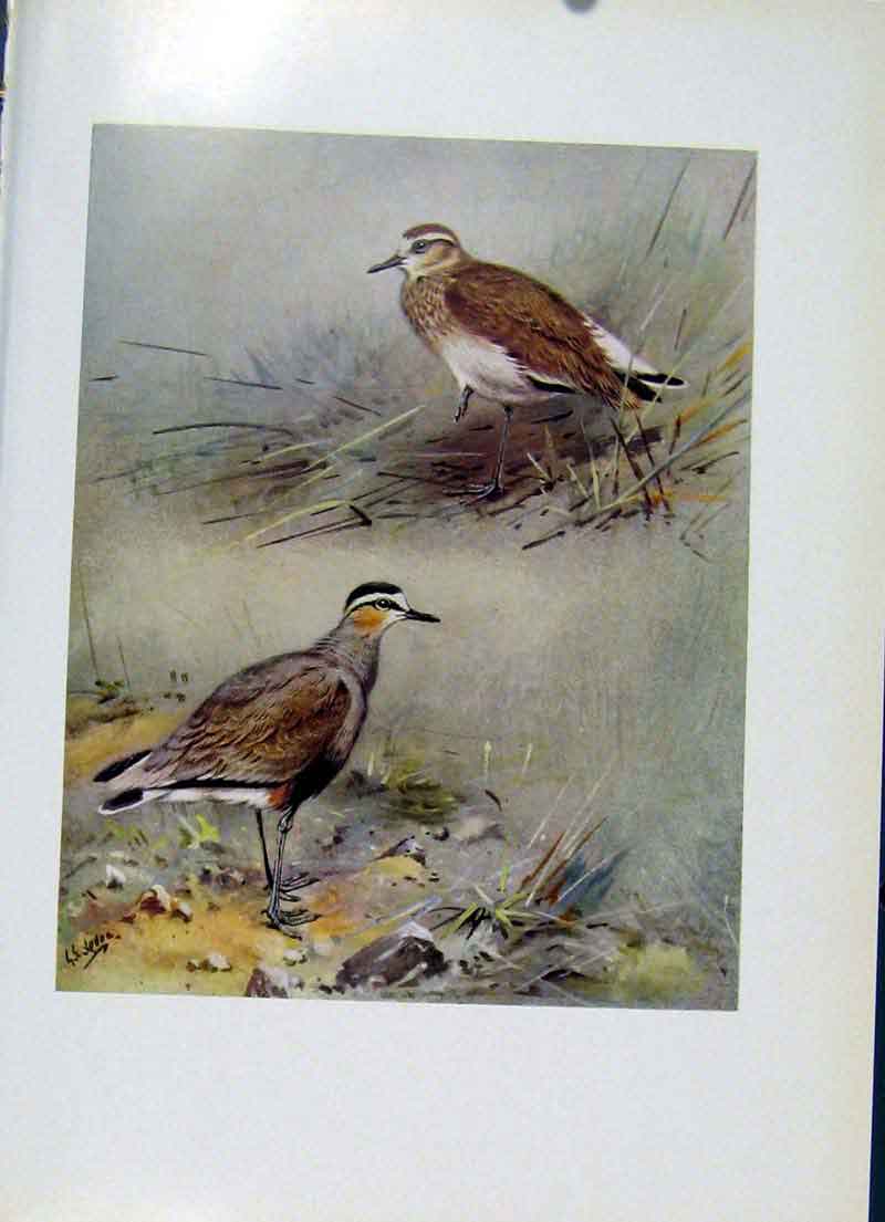 Original Old Vintage Print Sociable Plover Plumage Birds Fine Art C1957 20th