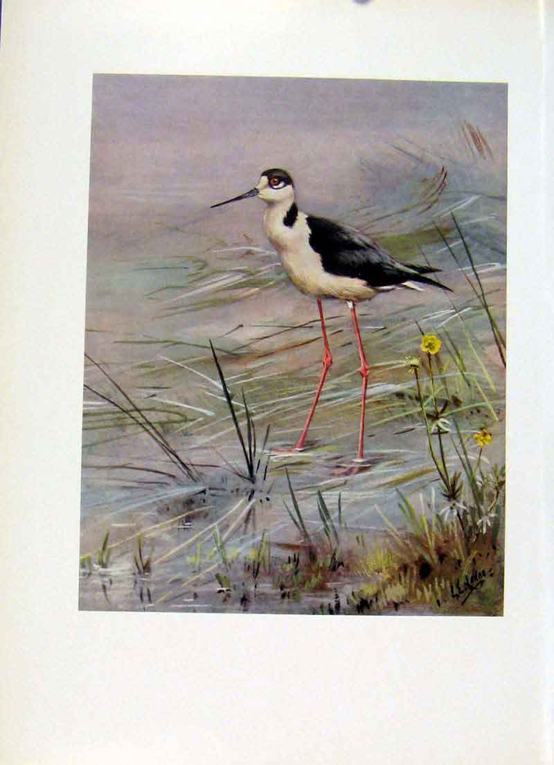 Original Old Vintage Print Black Winged Stilt Bird Fine Art Color C1957 20th