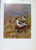 Original Old Vintage Print Birds Colored C1957 Avocet Fine Art Birds 20th