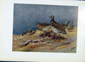 Original Old Vintage Print Eastern Little Bustard Bird Fine Art C1957 20th