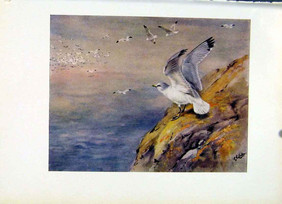 Original Old Vintage Print Fine Art Birds Kittiwake Color C1957 Plumage 20th