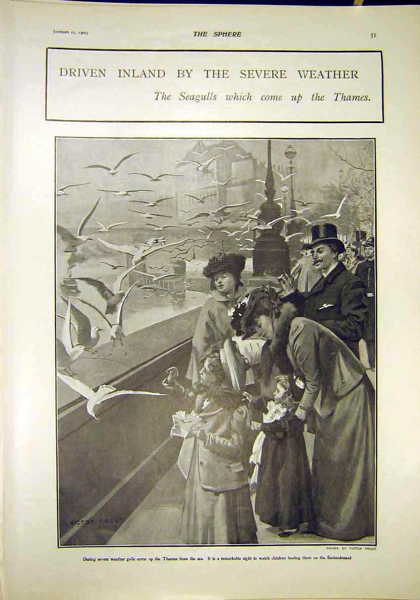 Original Old Antique Print Seagulls Thames River Severe Weather London 1902 20th