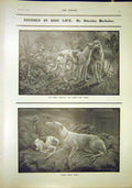 Original Old Antique Print Dog Life Studies Berkely Animal Fine Art 1902 20th
