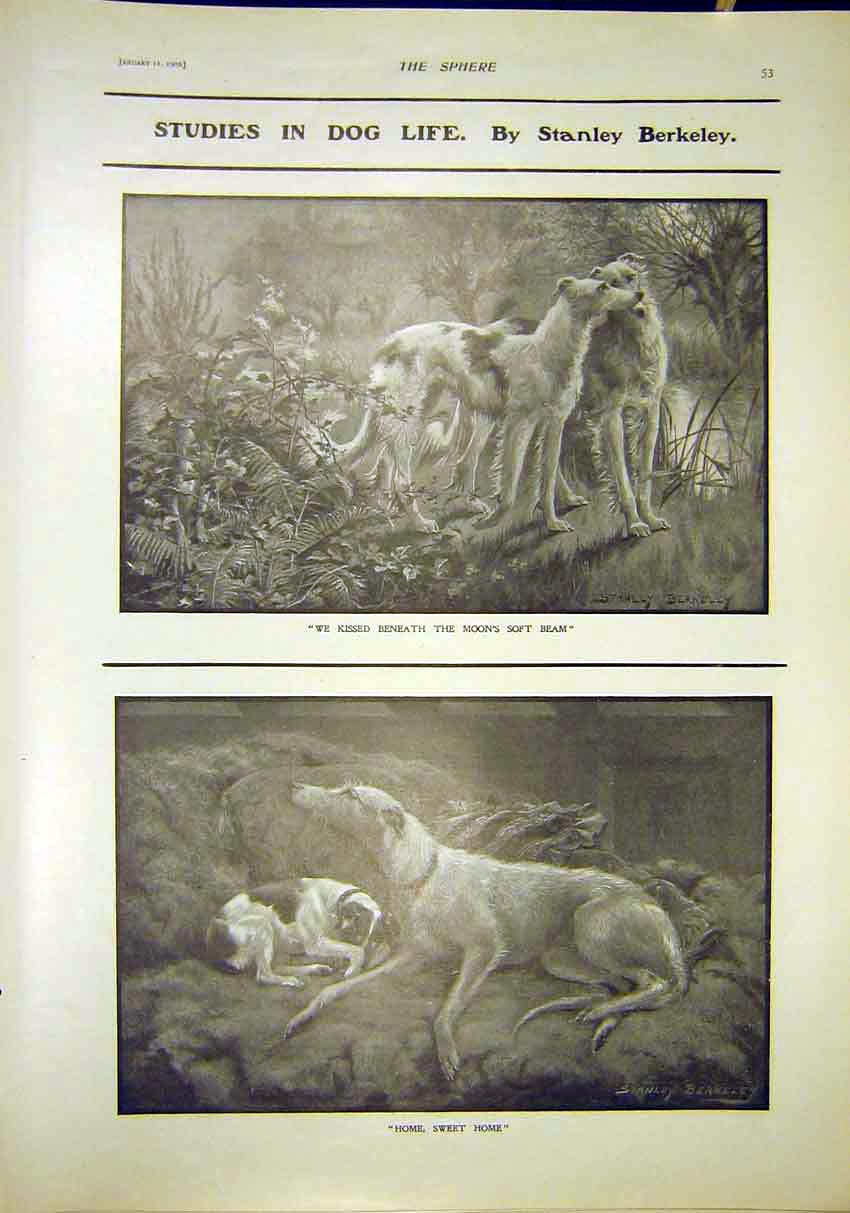 Original Old Antique Print Dog Life Studies Berkely Animal Fine Art 1902 20th