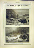 Original Old Antique Print Sea Birds Browne Graves Engraving Fine Art 1902 20th