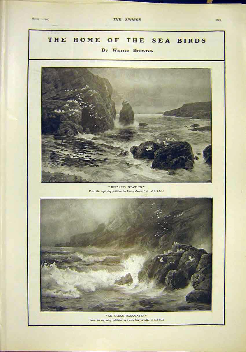 Original Old Antique Print Sea Birds Browne Graves Engraving Fine Art 1902 20th
