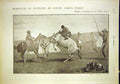Original Old Antique Print Africa Wild Pony Kaffirs Horses Hungary Cobs 1902
