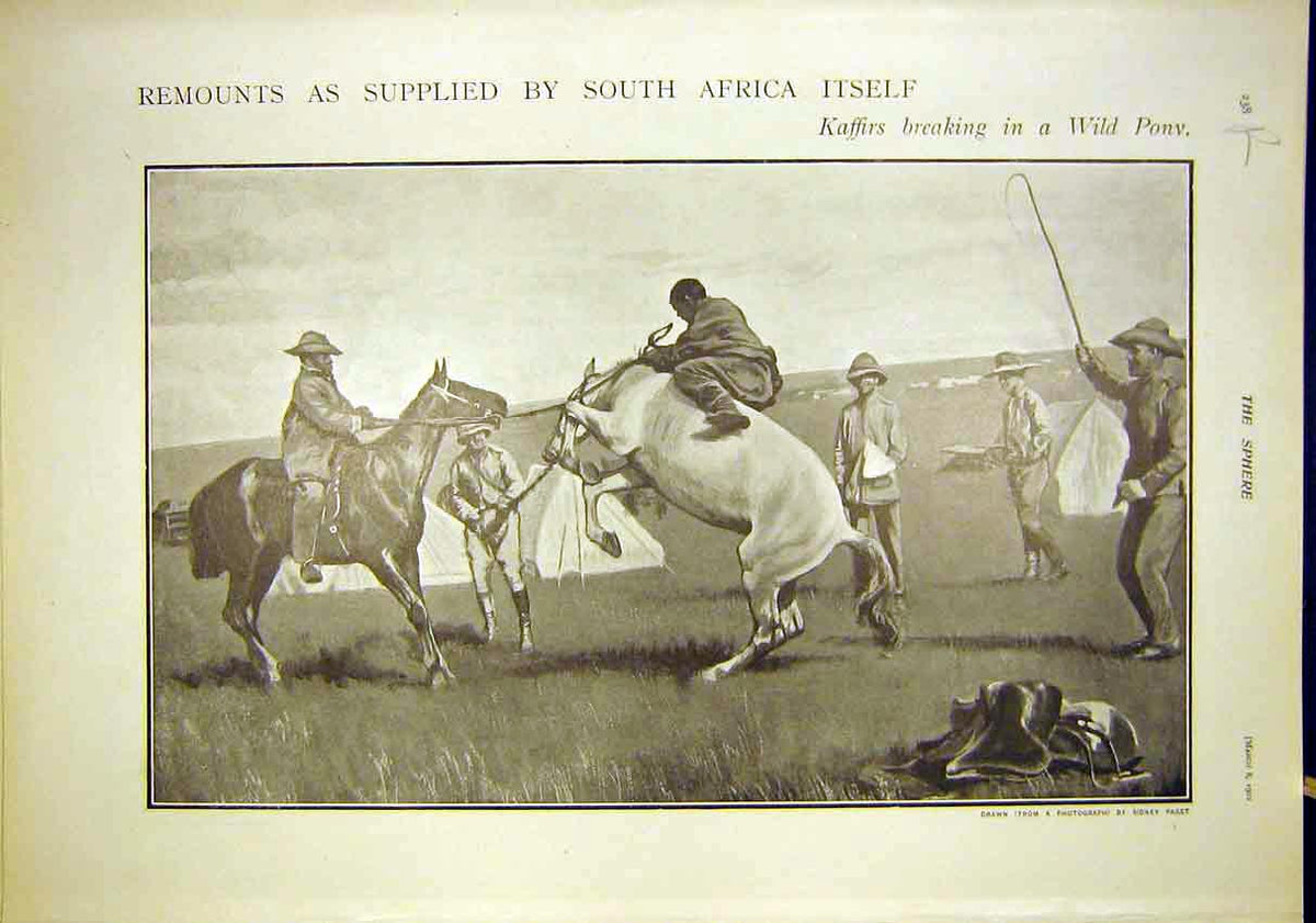 Original Old Antique Print Africa Wild Pony Kaffirs Horses Hungary Cobs 1902
