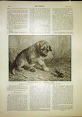 Original Old Antique Print Fitzmarshall Fine Art 1902 Puppy Beetle Attack 20th