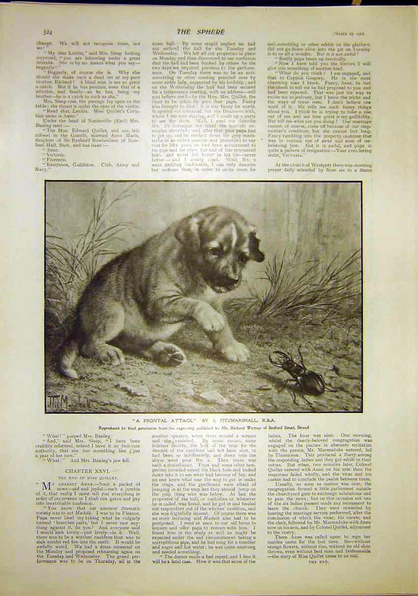 Original Old Antique Print Fitzmarshall Fine Art 1902 Puppy Beetle Attack 20th